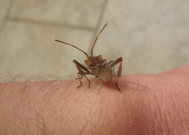 Coreidae: Leptoglossus occidentalis a Grosseto